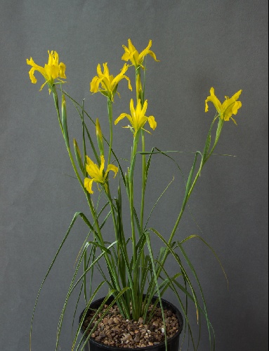 Iris aitchisonii